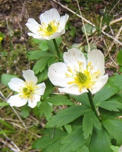 Trollius Flower Seeds – Heirloom, Non-GMO, High Germination Organic Garden Seeds for Planting
