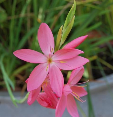Rosa Schizostylis-Blumensamen – Alte Sorte, gentechnikfrei, keimstark, Bio-Gartensamen zum Pflanzen