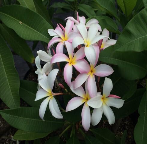 Pink White Plumeria Flower Seeds Heirloom Non-GMO High Germination Organic Garden Seeds for Planting