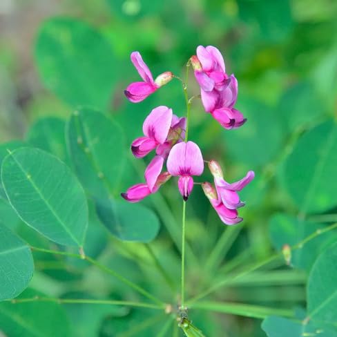 Lespedeza Flower Seeds – Heirloom, Non-GMO, High Germination Organic Garden Seeds for Planting