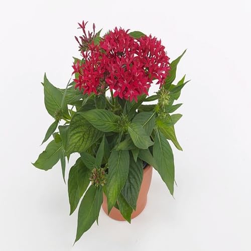 Red Pentas Flower Seeds Heirloom Non-GMO High Germination Organic Garden Seeds for Planting