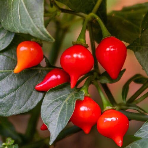 Biquinho Red Pepper Seeds for Planting – Heirloom Non-GMO Vegetable Seeds