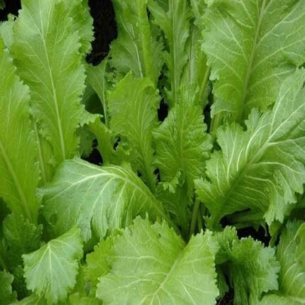 Mustard Green Seeds – Heirloom, Non-GMO, High Germination Organic Garden Seeds Planting