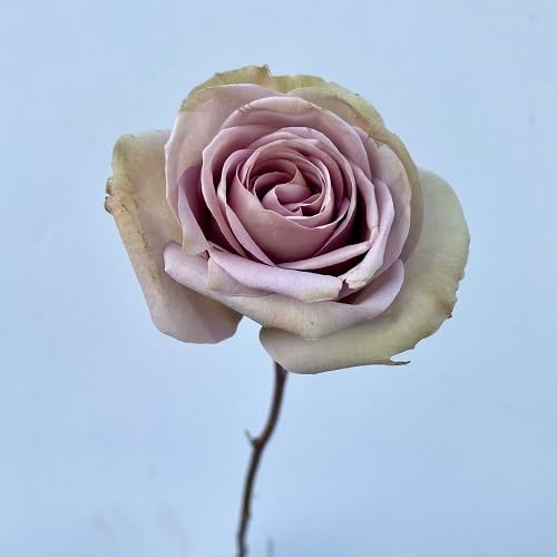 Rose Flower Seeds for Planting – Heirloom Non-GMO High Germination Organic Garden Seeds