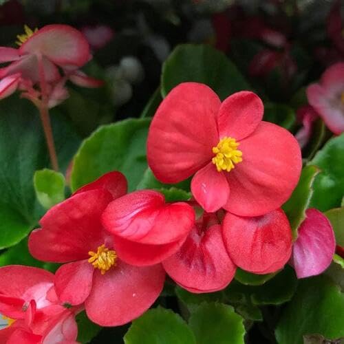 red begonia flower seeds