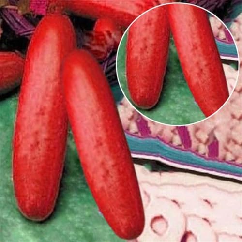 Red Cucumber Seeds – Heirloom, Non-GMO, High Germination Organic Garden Seeds Planting