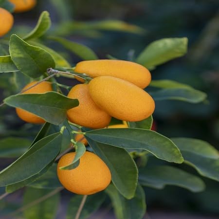 Kumquat Seeds – Heirloom, Non-GMO, High Germination Organic Garden Seeds