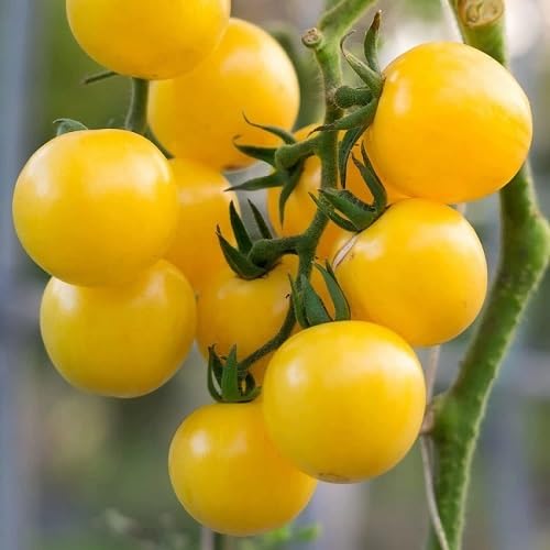 Yellow Tomato Yellow Seeds – Heirloom, Non-GMO, High Germination Organic Garden Seeds Planting
