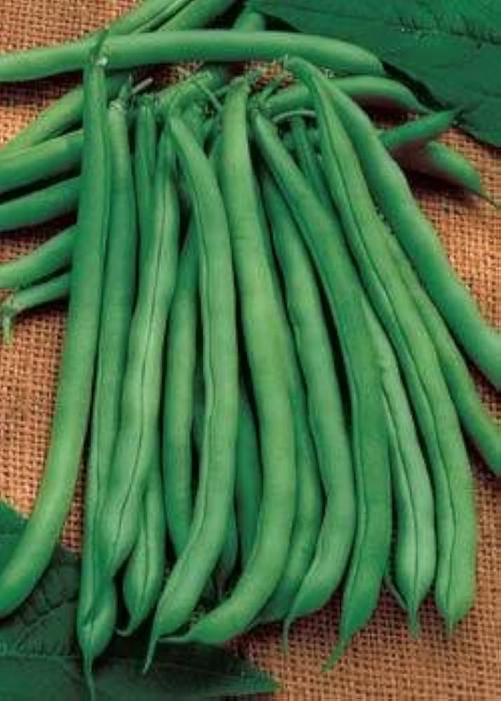 Missouri Wonder Pole Bean Seeds – Climbing Green Beans for Planting, Non-GMO, Organic Garden Seeds