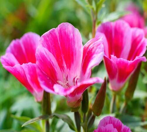 Pink Godetia Flower Seeds – Heirloom, Non-GMO High Germination Seeds for Planting | Organic Garden Seeds
