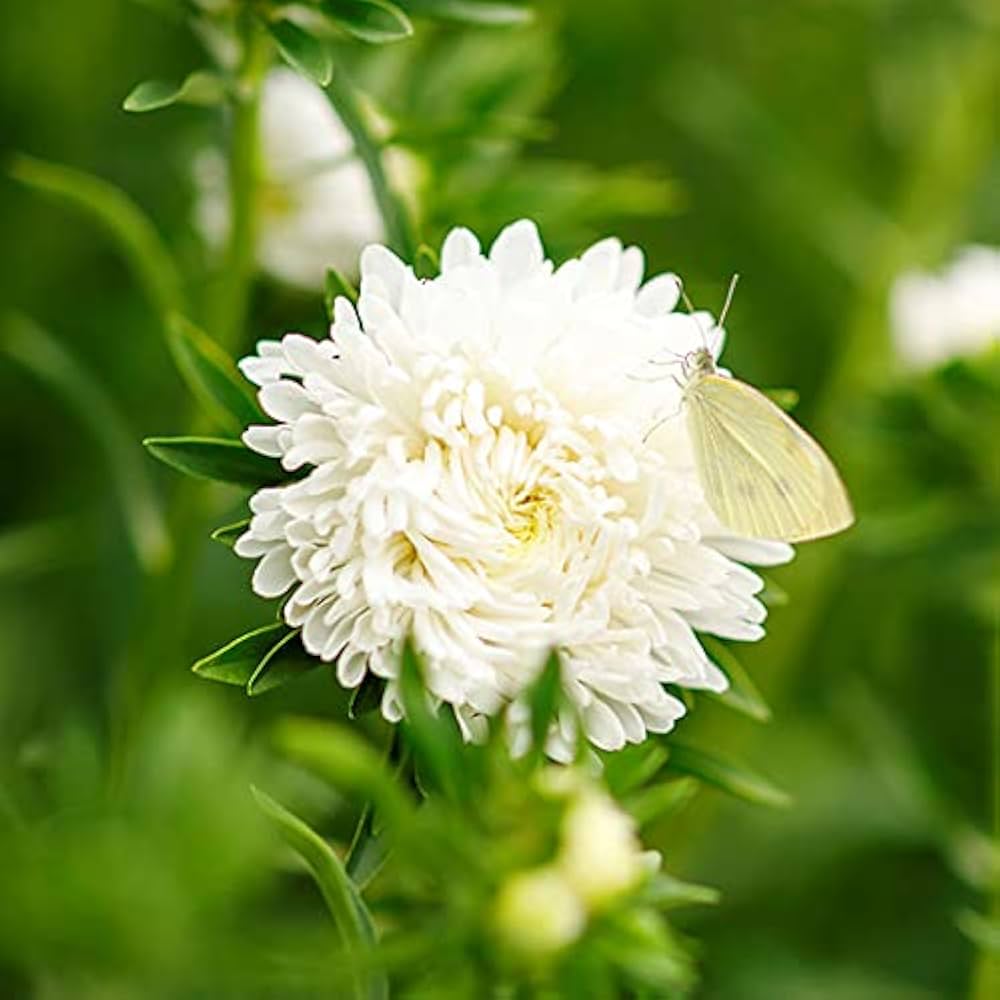 paeony herzogin flower seeds
