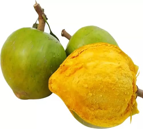 Green Lucuma Seeds – Heirloom, Non-GMO, High Germination Organic Garden Seeds