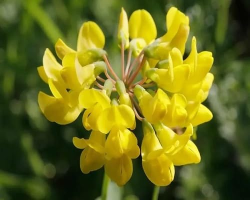 Yellow Coronilla Coronata Flower Seeds – Heirloom, Non-GMO, High Germination Organic Garden Seeds
