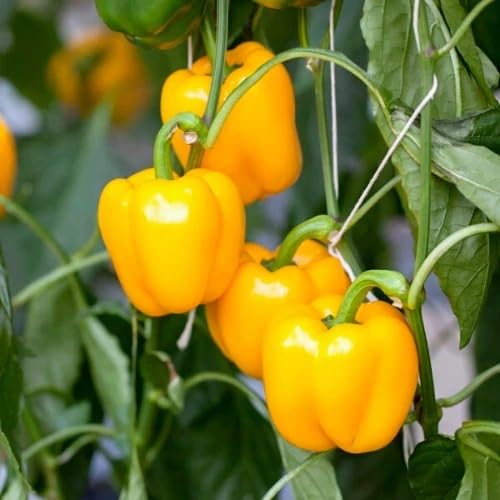 Chili Pepper Yellow Seeds – Heirloom, Non-GMO, High Germination Organic Garden Seeds Planting