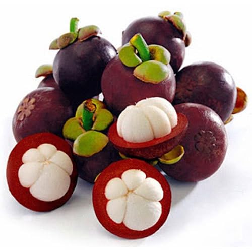 Mangostan-Samen – Alte Sorte, gentechnikfrei, hohe Keimrate, Bio-Gartensamen