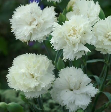 white carnation flower heirloom non-gmo seeds