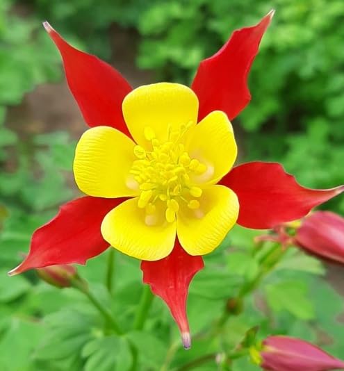 Red Yellow Aquilegia Flower Seeds for Planting Heirloom Non-GMO High Germination Organic Garden Seeds