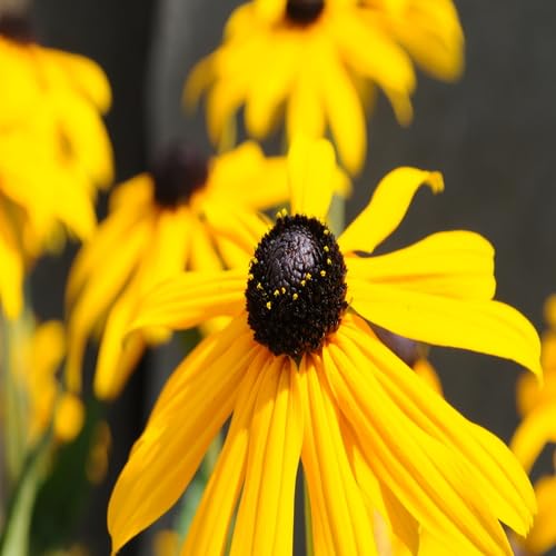 Rudbeckia Flower Seeds for Planting – Heirloom, Non-GMO, High Germination Organic Garden Seeds