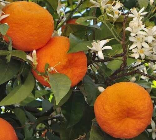 Orange Seeds – Heirloom, Non-GMO, High Germination Organic Garden Seeds