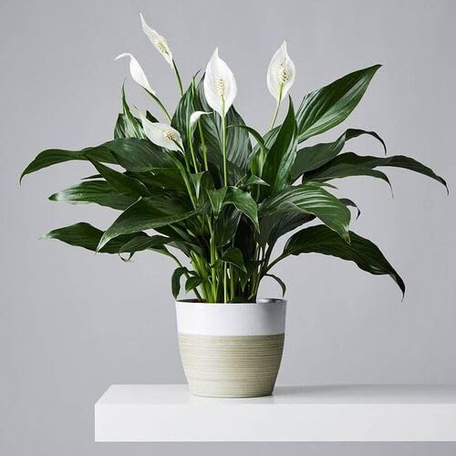 White Spathiphyllum Flower Seeds for Planting – Heirloom, Non-GMO, High Germination