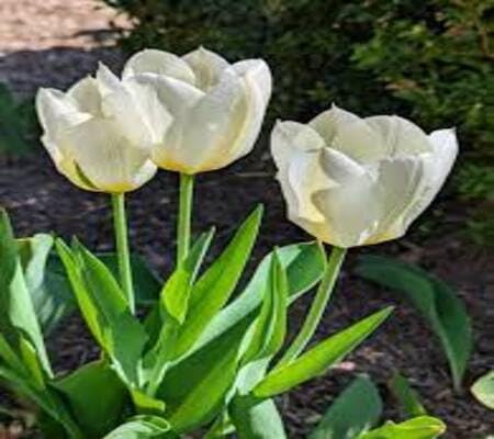 Tulip Perennial Flower Seeds for Planting – Heirloom, Non-GMO, High Germination