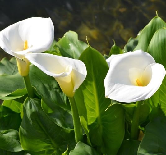 White Aethiopica Calla Lilly Flower Seeds Heirloom Non-GMO High Germination Organic Garden Seeds