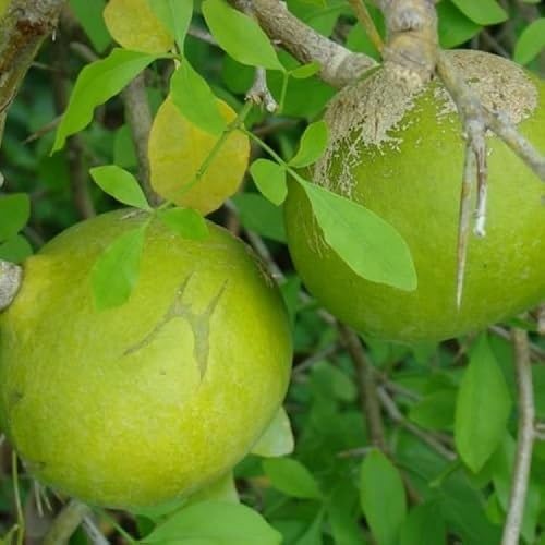 Marmelos Seeds – Heirloom, Non-GMO, High Germination Organic Garden Seeds