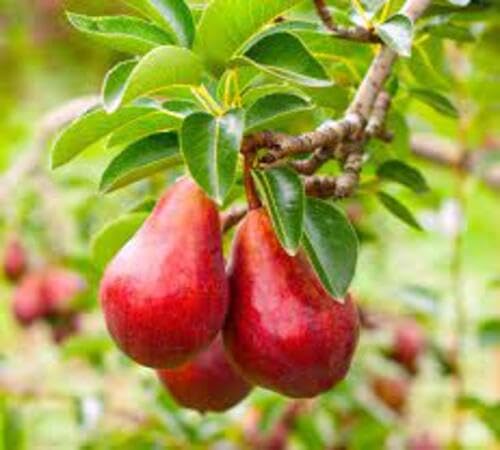 Birnensamen rot – alte Sorte, gentechnikfrei, hohe Keimfähigkeit, Bio-Gartensamen
