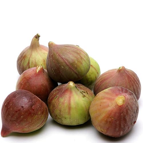 Brown Ficus Seeds Heirloom Non-GMO High Germination Organic Garden Seeds for Planting