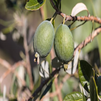Green Feijoa Seeds – Heirloom, Non-GMO, High Germination Organic Garden Seeds
