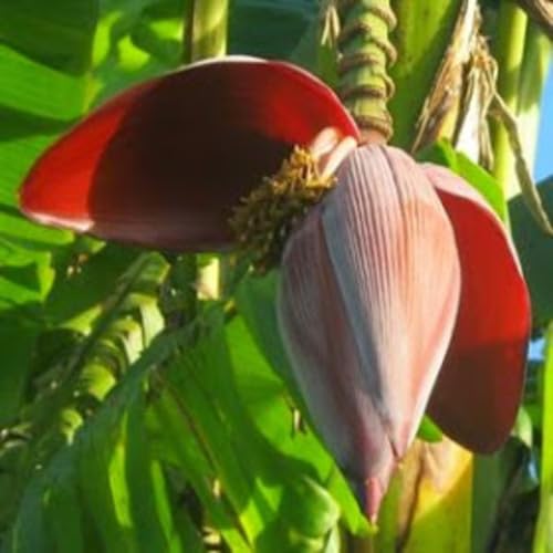Maronen-Kochbananen-Samen – Alte Sorte, gentechnikfrei, keimstark, biologische Garten-Pflanzsamen