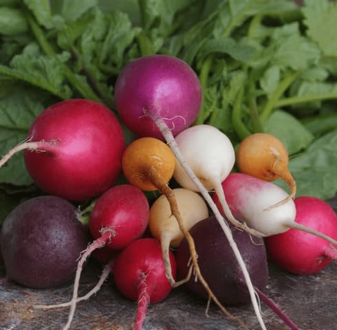 Mixed Radish Seeds – Heirloom, Non-GMO, High Germination Organic Garden Seeds Planting