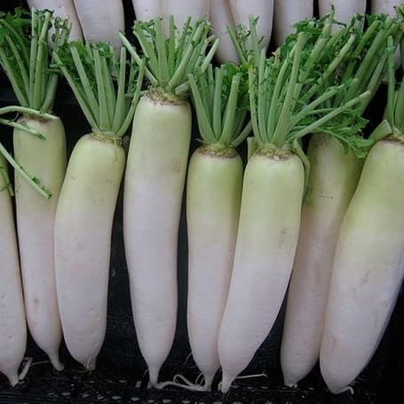 White Radish Seeds – Heirloom, Non-GMO, High Germination Organic Garden Seeds Planting