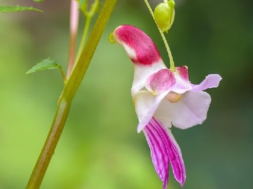 Phalaenopsis Orchid Flower Seeds Pink – Heirloom Non-GMO High Germination Organic Garden Seeds for Planting