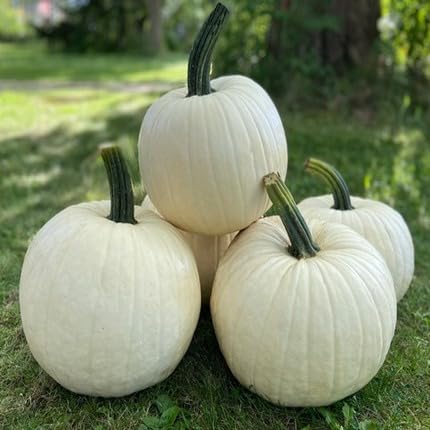 White Pumpkin Seeds – Heirloom, Non-GMO, High Germination Organic Garden Seeds Planting