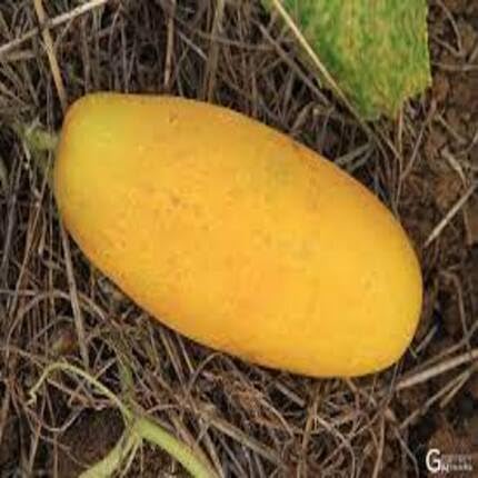 Gelbe Gurkensamen – Alte Sorte, gentechnikfrei, hohe Keimrate, Bio-Gartensamen zum Pflanzen