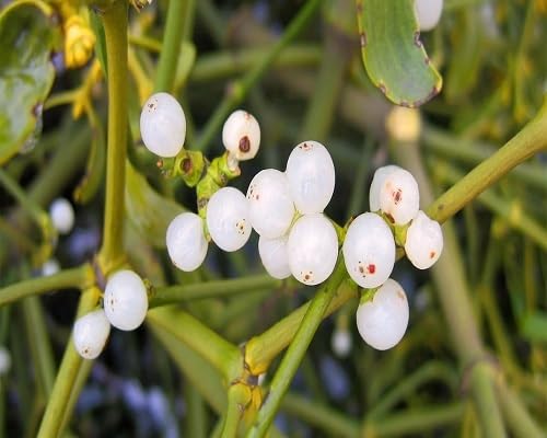 Mistletoe Fruit Seeds White Heirloom Non-GMO High Germination Organic Garden Seeds