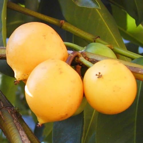 Jaboticaba Seeds – Heirloom, Non-GMO, High Germination Organic Garden Seeds