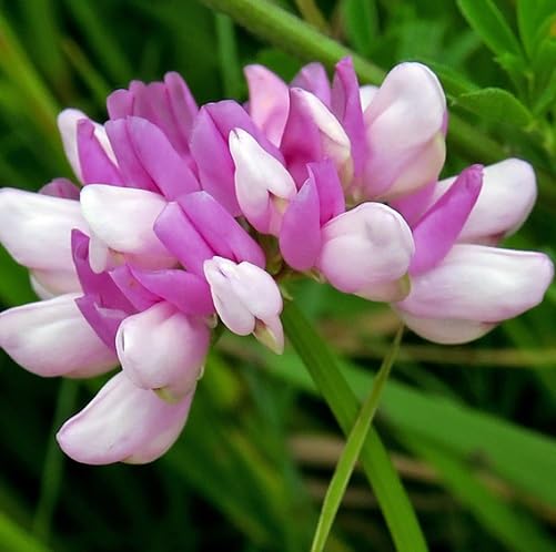 Pink White Astragalus Flower Seeds Heirloom Non-GMO High Germination Organic Garden Seeds for Planting