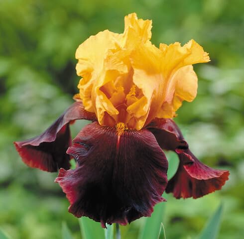 Yellow Red Iris Germanica Flower Seeds – Heirloom Non-GMO High Germination Organic Seeds
