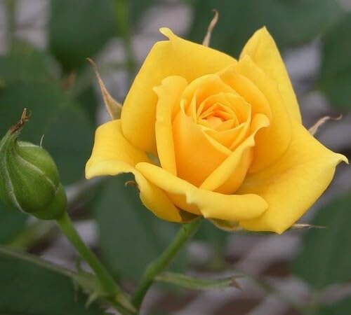 Yellow Rose Flower Seeds – Heirloom, Non-GMO, High Germination Seeds for Planting