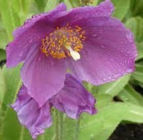 Purple Meconopsis Flower Seeds – Heirloom, Non-GMO, High Germination Organic Garden Seeds for Planting Seeds for Planting