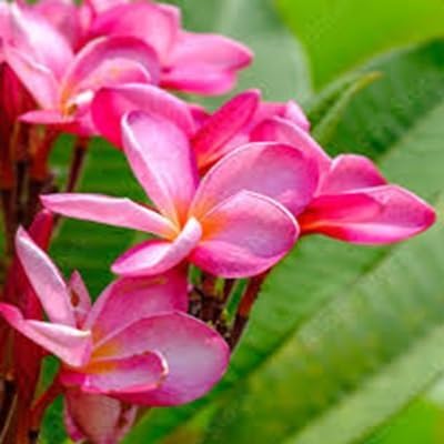 Plumeria Flower Seeds – Heirloom, Non-GMO, High Germination Organic Garden Seeds for Planting Seeds for Planting