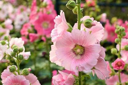 Light Pink Hollyhock Flower Seeds – Heirloom, Non-GMO, High Germination Seeds