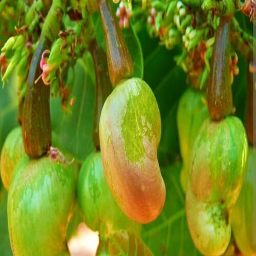 cashewtreegreenheirloomnongmo flower seeds