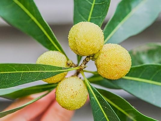 Yellow Bayberry Seeds – Heirloom, Non-GMO, High Germination Organic Garden Seeds