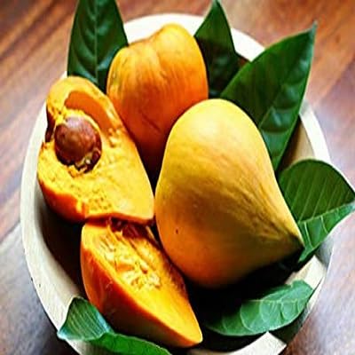 Lucuma Seeds – Heirloom, Non-GMO, High Germination Organic Garden Seeds
