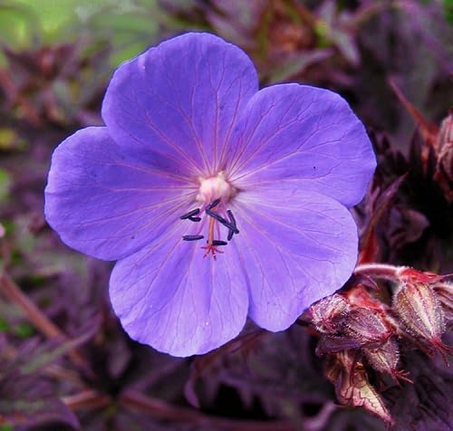 Violet Geranium Flower Seeds Heirloom Non-GMO High Germination Organic Garden Seeds