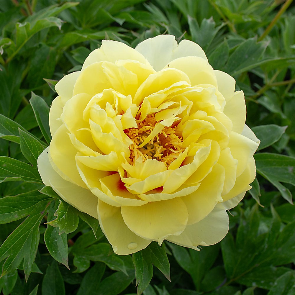 Paeonia Bartzella Flower Seeds Yellow – Heirloom Non-GMO High Germination Seeds
