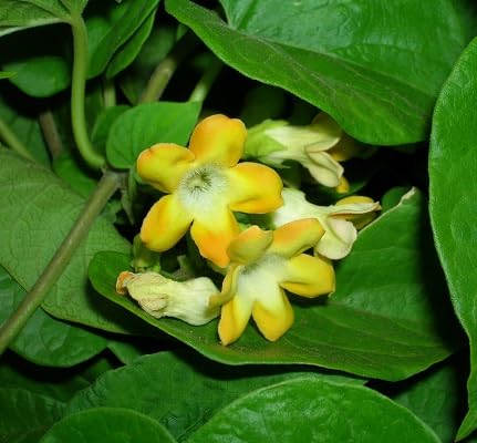 Yellow Telosma Cordata Flower Seeds Heirloom Non-GMO High Germination Organic Garden Seeds